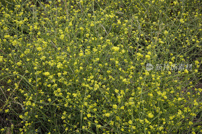 黄花的篱笆芥菜Sisymbrium officinale